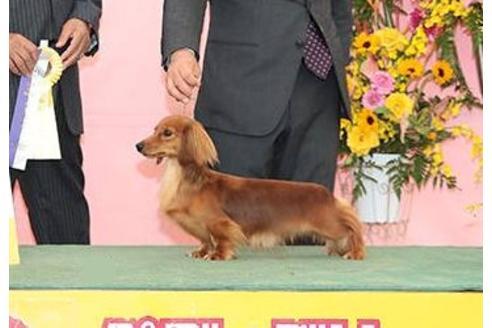 販売中のカニンヘンダックスフンドの親犬
